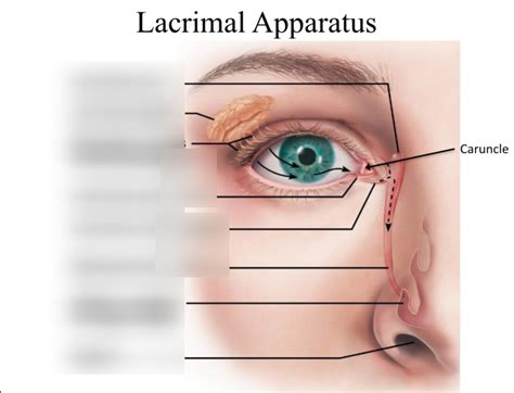 Lacrimal Apparatus Diagram Quizlet