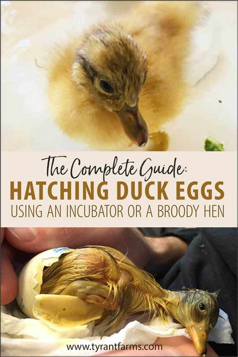 Find Out Everything You Need To Know About How To Successfully Hatch