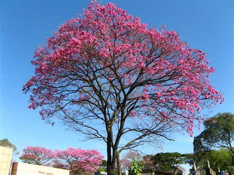 Los Nombres De Los Rboles M S Floridos De Tabasco