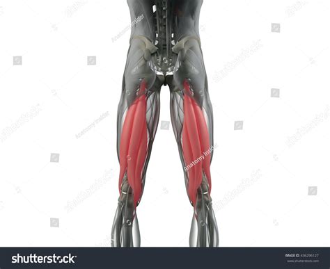 Hamstring Muscle Group Human Anatomy Muscle Ilustración De Stock