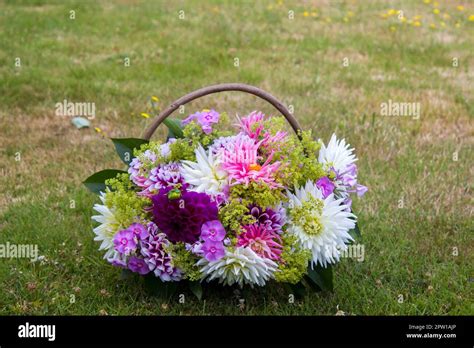 Dahlias In A Basket Hi Res Stock Photography And Images Alamy
