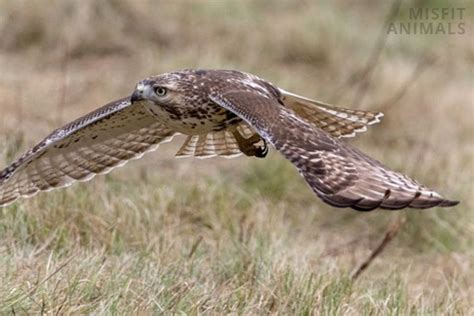 11 Types Of Hawks In Michigan And Where To Find Them