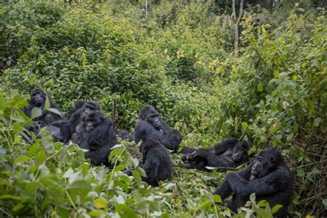 Kahuzi Biega National Park Gorilla Trek Rwanda Safaris