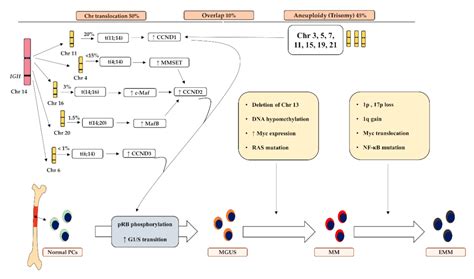 Kappa Light Chain Multiple Myeloma Prognosis Shelly Lighting