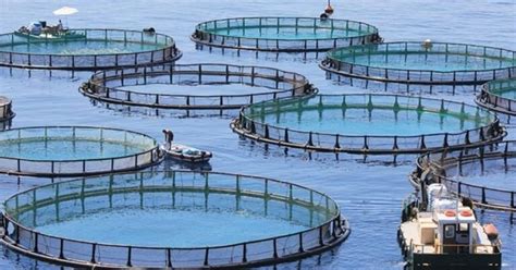 Types Of Fish Farming Explained Basic Agricultural Study Hot Sex Picture