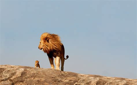 Fondos de pantalla león fauna silvestre camello Safari mamífero