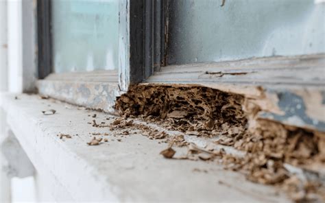 7 Signs Of Termite Evidence You Need To Know Orkin Canada