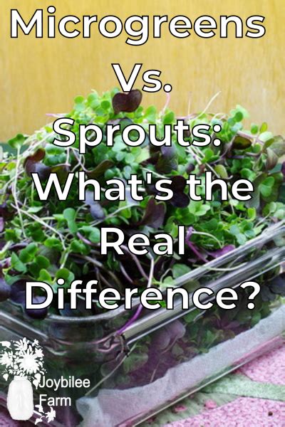 Microgreens Vs. Sprouts: What's the Real Difference - Joybilee Farm