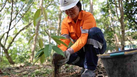 Recovery Reklamasi Restorasi Dan Rehabilitasi Lahan Tambang