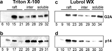 The P Fusion Associated Small Transmembrane Fast Protein Effects