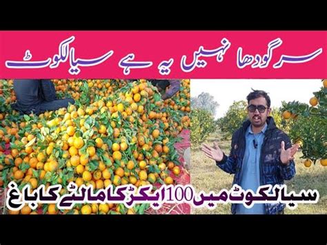 Largest Orange Garden In Sialkot Kinnow K Bagh Sialkot Main Youtube