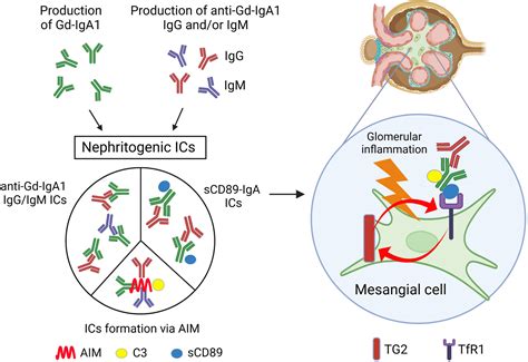 Immunoglobulin A (IgA) Structure, Properties, Subclasses,, 41% OFF