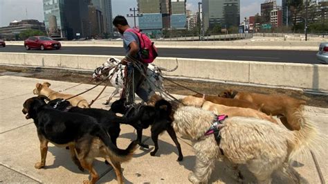 CDMX Organiza Capacitación para Paseadores de Perros y Mascotas