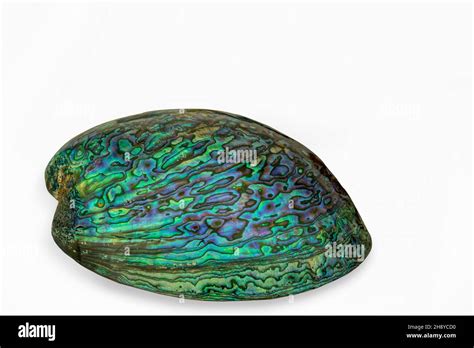 Paua shell abalone Fotos und Bildmaterial in hoher Auflösung Alamy