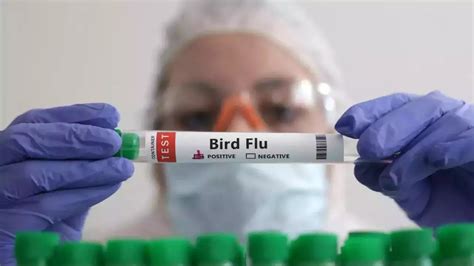 Deadly Bird Flu Reappears In Us Commercial Poultry Flocks The Daily Guardian