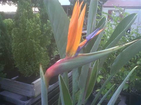 Bird Of Paradise Strelitzia Reginae Orange Starter Plant Sandy S