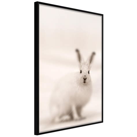 Poster Et Affiche Curious Rabbit 20x30 Cm Leroy Merlin