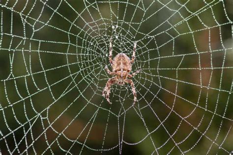 Spiderwebs Gather Dna That Can Help Us Monitor Insects In Forests New