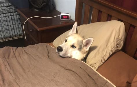 Sleeping Bed Meme Templates Page 1 Newfa Stuff
