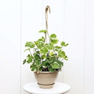 Live Hanging Basket Aralia Balfouriana Polyscias Houseplant Hanging