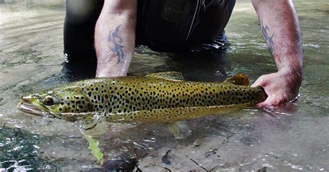 Patea river - NZ Trout App