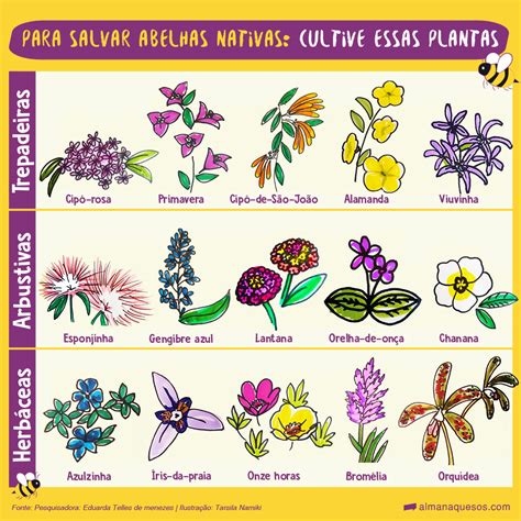 Abelhas aposte em plantas nativas do Brasil para salvá las Almanaque SOS