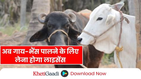 भैंस पालने के लिए लेना होगा लाइसेंस