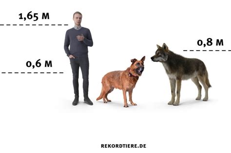 Wie Groß Ist Ein Wolf Größenvergleich mit Hund Mensch Rekordtiere de