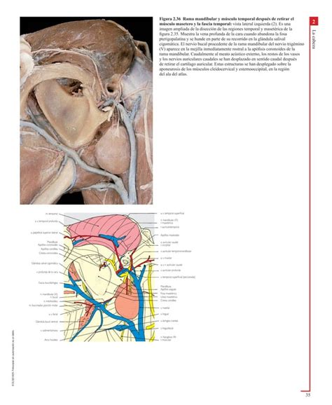 Atlas En Color De Anatomia Veterinaria El Perro Y Del Gato