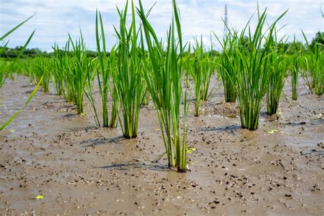 Riego De Arroz Huerto En Casa