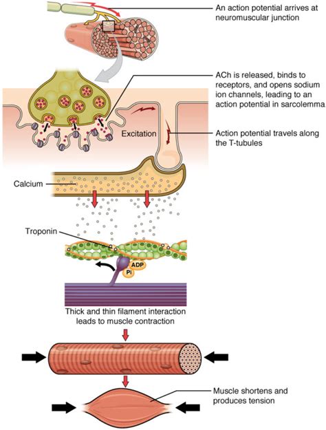 Excitation Contraction Coupling BioSerendipity