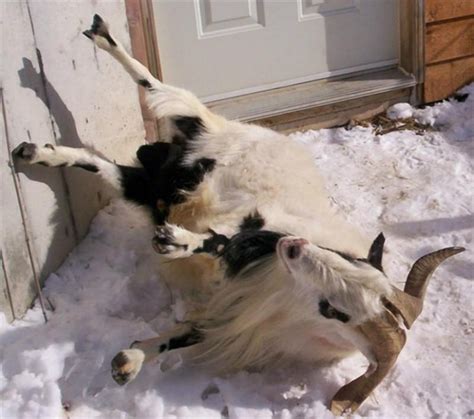 Fainting Goats Pictolic