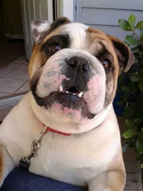 Smile English Bulldog Bulldog English Bulldog Puppy