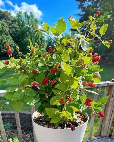 25 Best Edible Vines To Grow In Containers Gardens