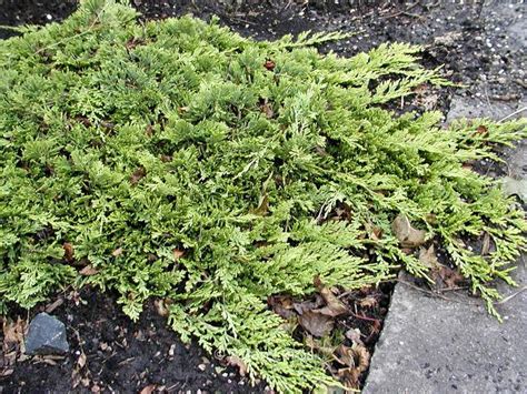 Juniperus horizontalis ‘Golden Carpet’ – Esveld Shop