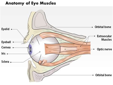 Anatomy Of Eyelid Ppt Free - Infoupdate.org