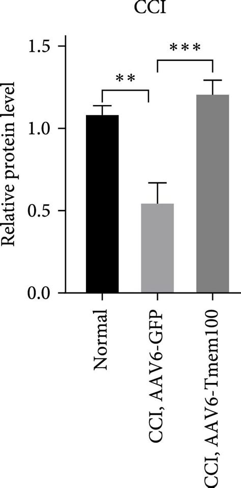 A The Expression Of Tmem100 Protein In Normal Group And Virus