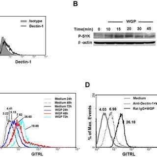 A Expression Of Dectin 1 On BMDCs BMDCs Were Stained For Dectin 1