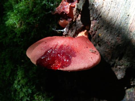 Misidentifying Fungi After The Heatwave