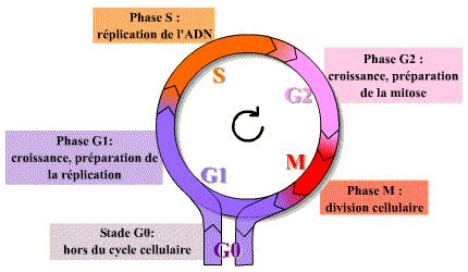 Bm Dia Vie R Gulation Du Cycle Cellulaire