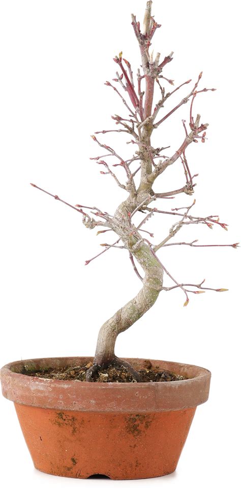 Acer palmatum, 23 cm, ± 5 years old - Bonsai Plaza