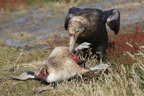 Martin Grace Photography Southern Giant Petrel Macronectes Giganteus