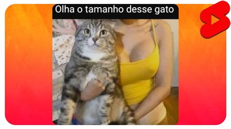 OS MELHORES MEMES OLHA O TAMANHO DESSE GATO SHORTS YouTube