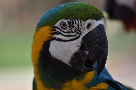 Macaw Parrot Smithsonian Photo Contest Smithsonian Magazine