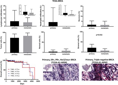 Overall Percentages Of Lymphocyte And Neutrophil Infiltration And