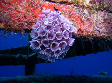 Underwater Flowers By Danielle Defant Via 500px Underwater Flowers Flowers Underwater