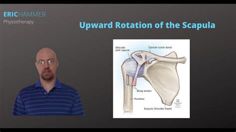 Upward Rotation Of Scapula Youtube