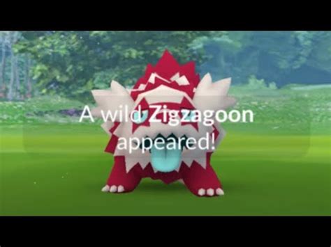 Shiny Galarian Zigzagoon Community Day Live Pokemon GO YouTube