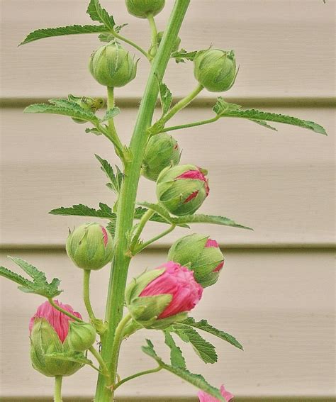 Who Else Wants Tips About How To Start Hollyhocks From Seed - Fewcontent