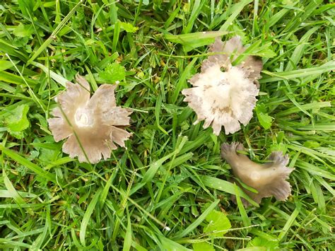 are these edible lawn mushrooms nz : r/mycology